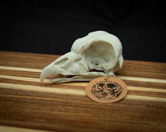 King Vulture Skull Replica | Life Size 3D Printed Bone Model | Gothic Home Decor Oddities, Raptor Zoology