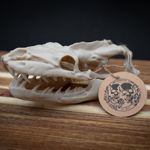 Python Skull Replica – Life Size 3D Printed Bone White | Gothic Décor