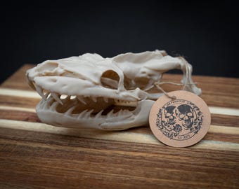 Python Skull Replica – Life Size 3D Printed Bone White | Gothic Décor
