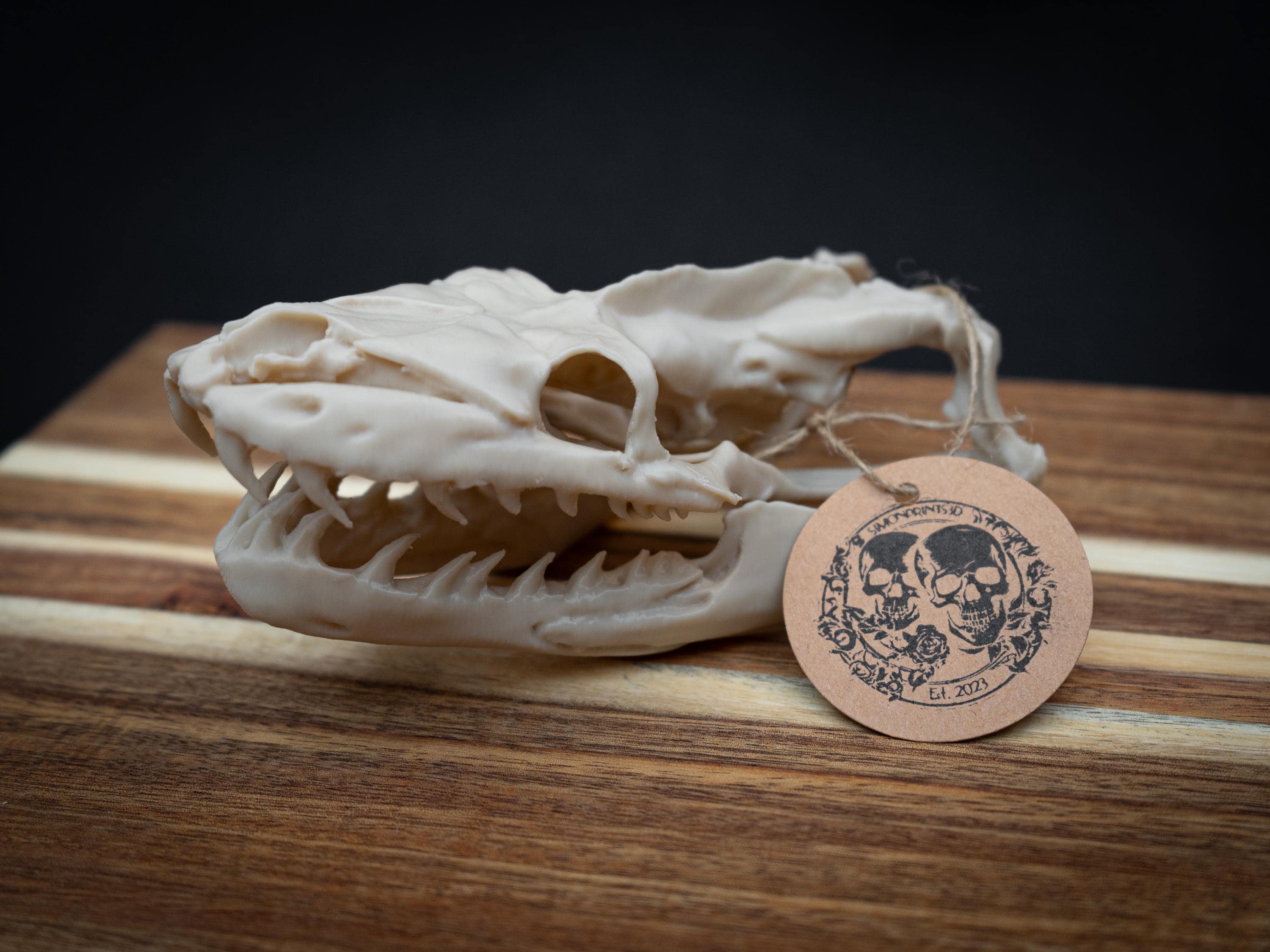 Ball Python Skull Anatomy