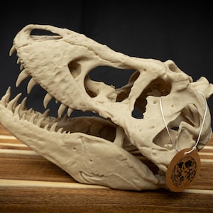 May include: A detailed, off-white Tyrannosaurus Rex skull replica with sharp teeth. The skull is displayed on a wooden surface against a dark background. A small, round tag hangs from the skull.