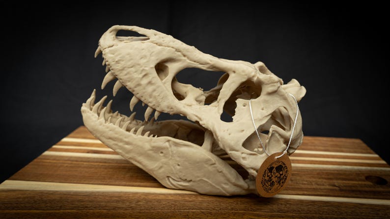 May include: A detailed, off-white Tyrannosaurus Rex skull replica with sharp teeth. The skull is displayed on a wooden surface against a dark background. A small, round tag hangs from the skull.