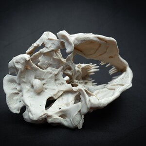 May include: A detailed, off-white, 3D-printed replica of a skull, showcasing intricate bone structure and teeth. The skull is set against a dark background, highlighting its form and texture. The design is a unique piece of art.