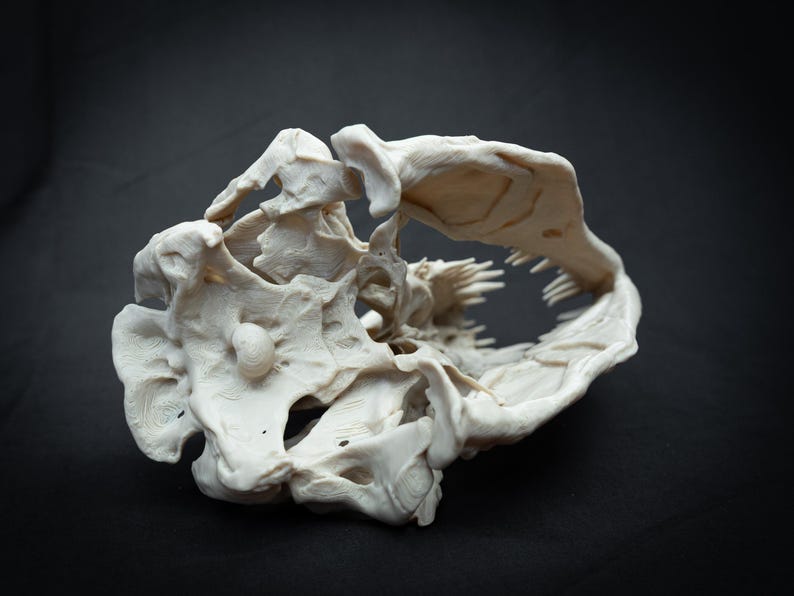 May include: A detailed, off-white, 3D-printed replica of a skull, showcasing intricate bone structure and teeth. The skull is set against a dark background, highlighting its form and texture. The design is a unique piece of art.