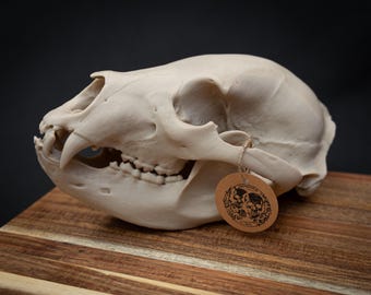Black Bear Skull Replica – Life Size 3D Printed Bone White | Gothic Décor