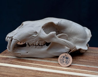 Life Size 3D Printed Polar Bear Skull Replica | Gothic Home Decor Oddities