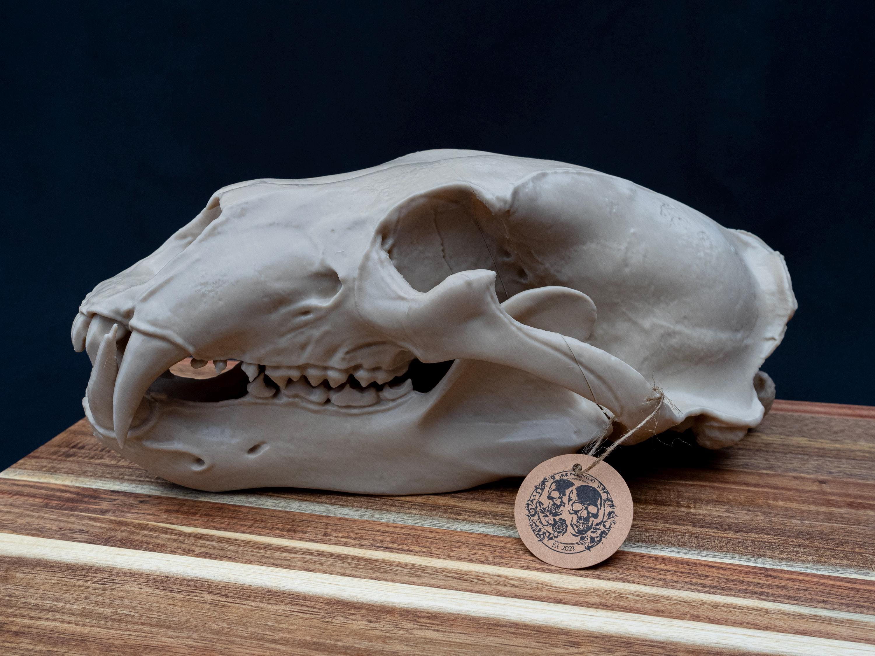 Polar Bear Skull Replica – Life Size 3D Printed Bone White