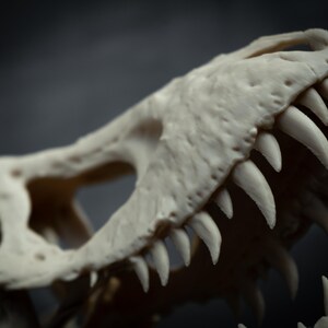 May include: Close-up of a dinosaur skull, showcasing sharp, off-white teeth and bone structure. The skull is set against a dark background, highlighting the details of the prehistoric creature. The image focuses on the upper jaw and eye socket.