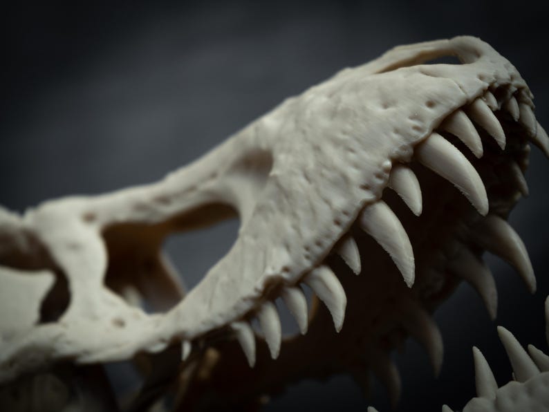 May include: Close-up of a dinosaur skull, showcasing sharp, off-white teeth and bone structure. The skull is set against a dark background, highlighting the details of the prehistoric creature. The image focuses on the upper jaw and eye socket.