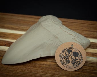 Megalodon Tooth Replica | Life Size 3D Printed Shark Fossil | Prehistoric Ocean Decor, Natural History Oddities