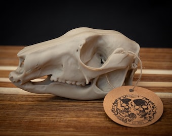 Life Size Wallaby Skull Replica | 3D Printed Bone Model, Gothic Decor, Marsupial Skeleton