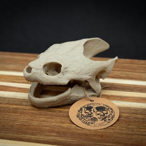 Snapping Turtle Skull Replica | Gothic Decor Oddities and Curiosities | 3D Printed Faux Reptile Bone