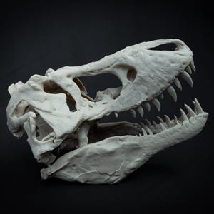 May include: A detailed, off-white Tyrannosaurus Rex skull, showcasing sharp teeth and intricate bone structure. The skull is set against a dark background, highlighting the prehistoric details of this dinosaur.
