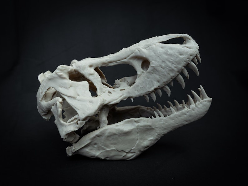 May include: A detailed, off-white Tyrannosaurus Rex skull, showcasing sharp teeth and intricate bone structure. The skull is set against a dark background, highlighting the prehistoric details of this dinosaur.