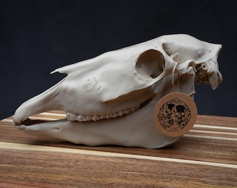 Horse Skull Replica – Scaled 3D Printed Bone White | Gothic Décor