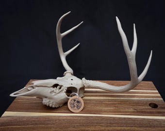 Deer Skull Replica KIT – Life Size 3D Printed Bone White | Gothic Décor