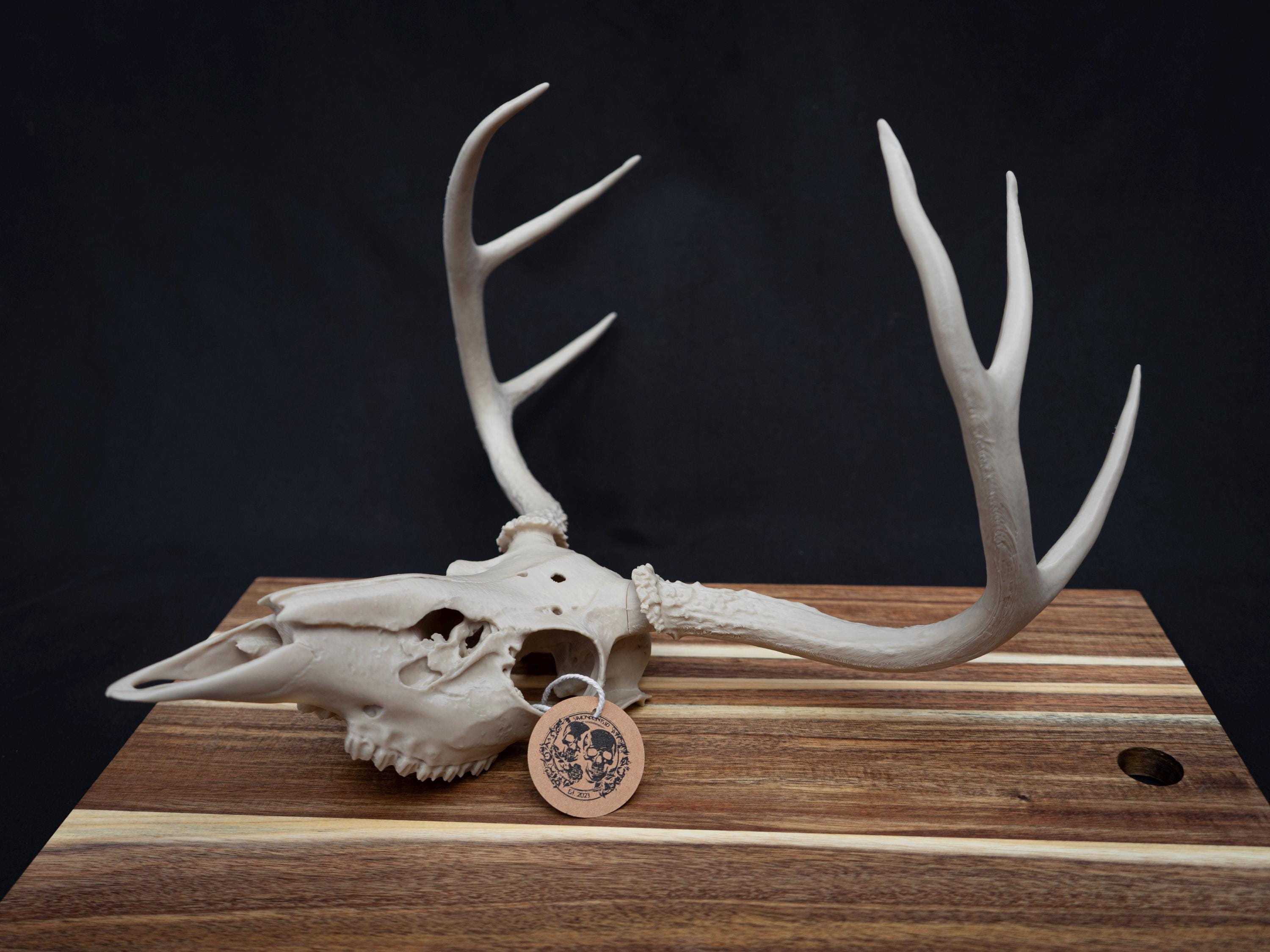 Deer Skull Replica DIY KIT | Life Size 3D Printed Bone Model