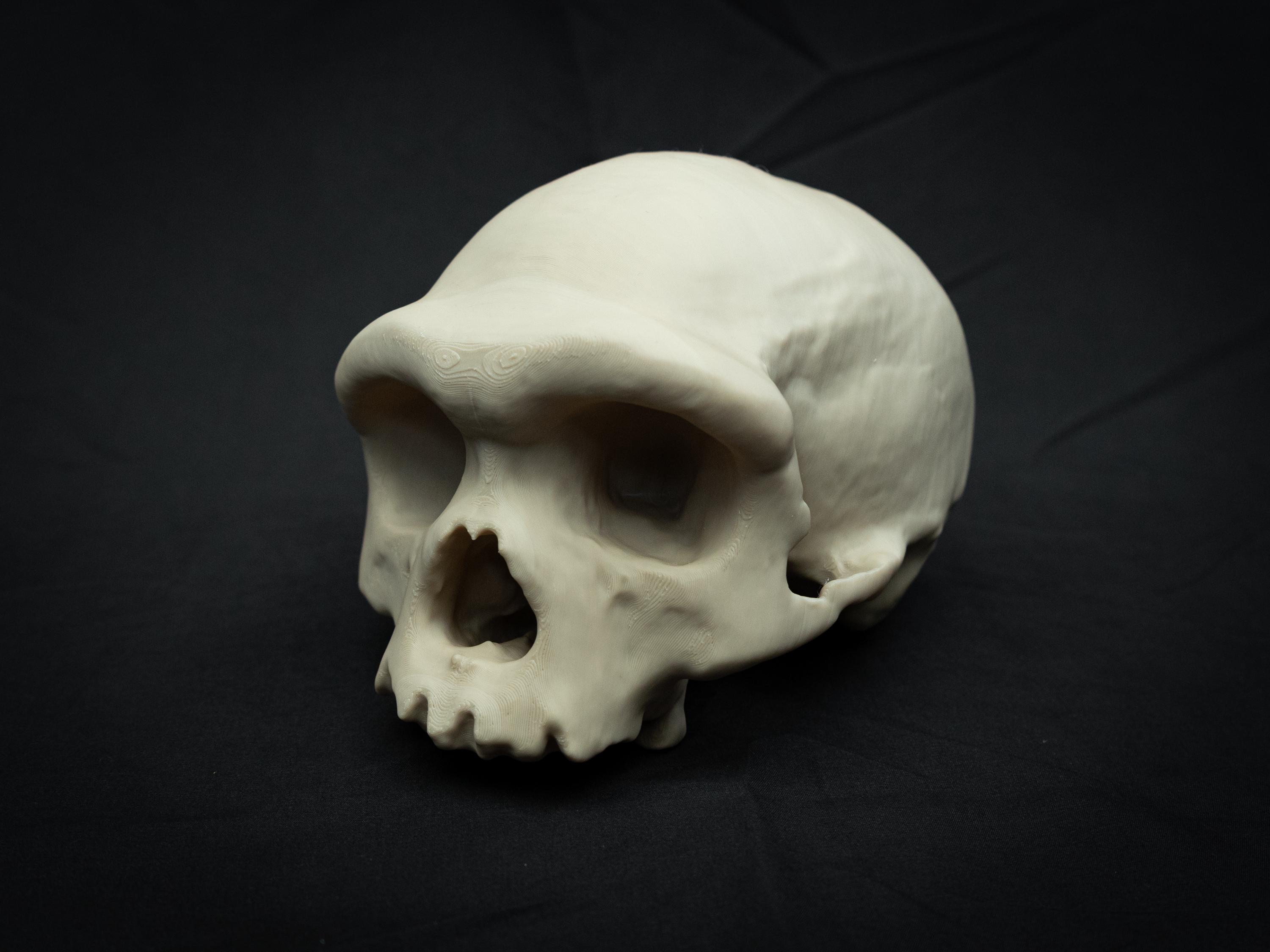 Dragon Man Skull Replica | Life Size 3D Printed Harbin Cranium