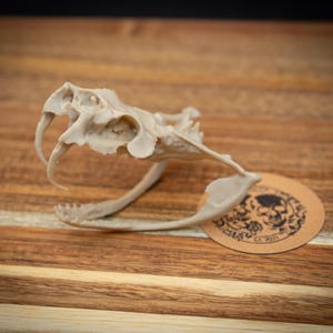 May include: A beige snake skull with visible fangs rests on a wooden surface. A round, tan tag featuring a skull design and text is present. The skull is the main focus, highlighting its intricate details.