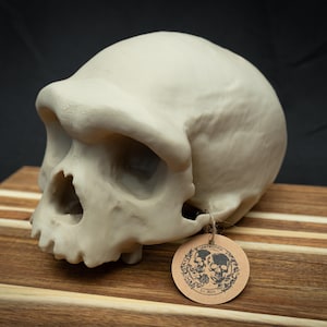 May include: A light-colored, sculpted skull with a prominent brow ridge and detailed facial features. A small, round tag with a skull design hangs from the skull. The skull rests on a wooden surface against a dark background.