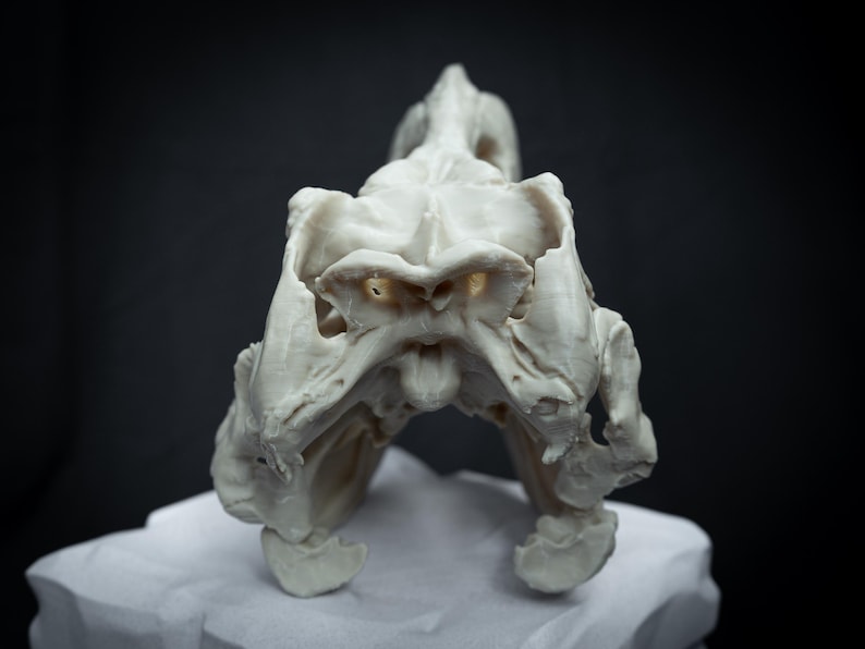 May include: A detailed, off-white sculpture of a skull, possibly animal, with intricate bone structure. The skull is positioned on a white surface against a dark background, highlighting its form and texture. The sculpture has a weathered appearance.