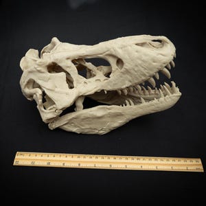 May include: A detailed, off-white Tyrannosaurus Rex skull replica with sharp teeth. A wooden ruler, marked in inches, is placed below the skull for scale. The skull is set against a black background, highlighting the intricate bone structure.
