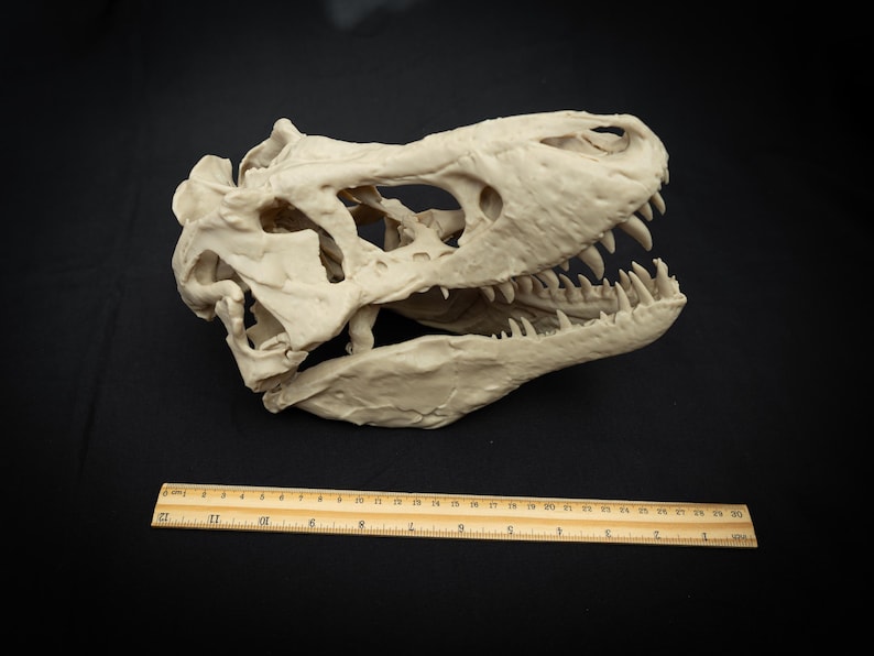May include: A detailed, off-white Tyrannosaurus Rex skull replica with sharp teeth. A wooden ruler, marked in inches, is placed below the skull for scale. The skull is set against a black background, highlighting the intricate bone structure.