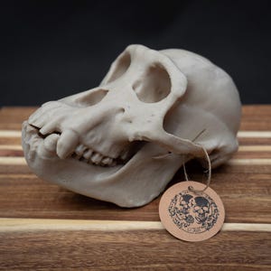 Chimpanzee Skull Replica – Life Size 3D Printed Bone White | Gothic Décor
