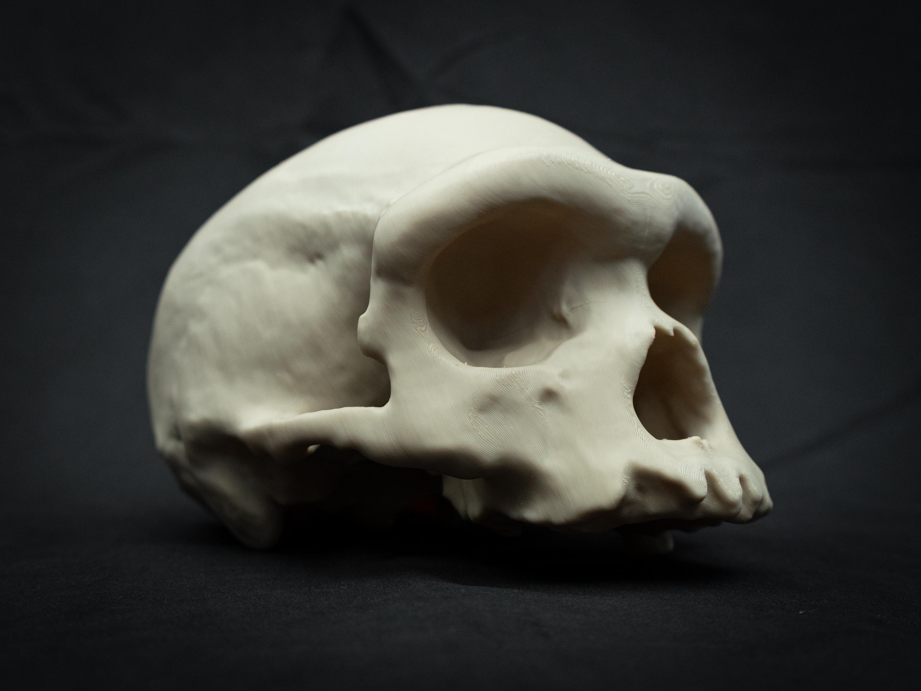 Denisovan Harbin Cranium – Life Size 3D Printed Bone White 