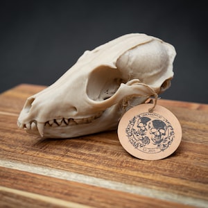 Red Fox Skull Replica | Life Size 3D Printed Bone Model | Gothic Home Decor Oddities, Woodland Biology Specimen