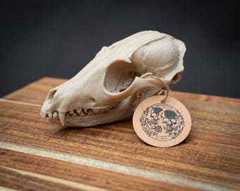 Red Fox Skull Replica | Life Size 3D Printed Bone Model | Gothic Home Decor Oddities, Woodland Biology Specimen