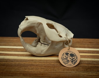 3D Printed Beaver Skull Replica | Life Size Bone Model, Gothic Decor, Zoology Gift