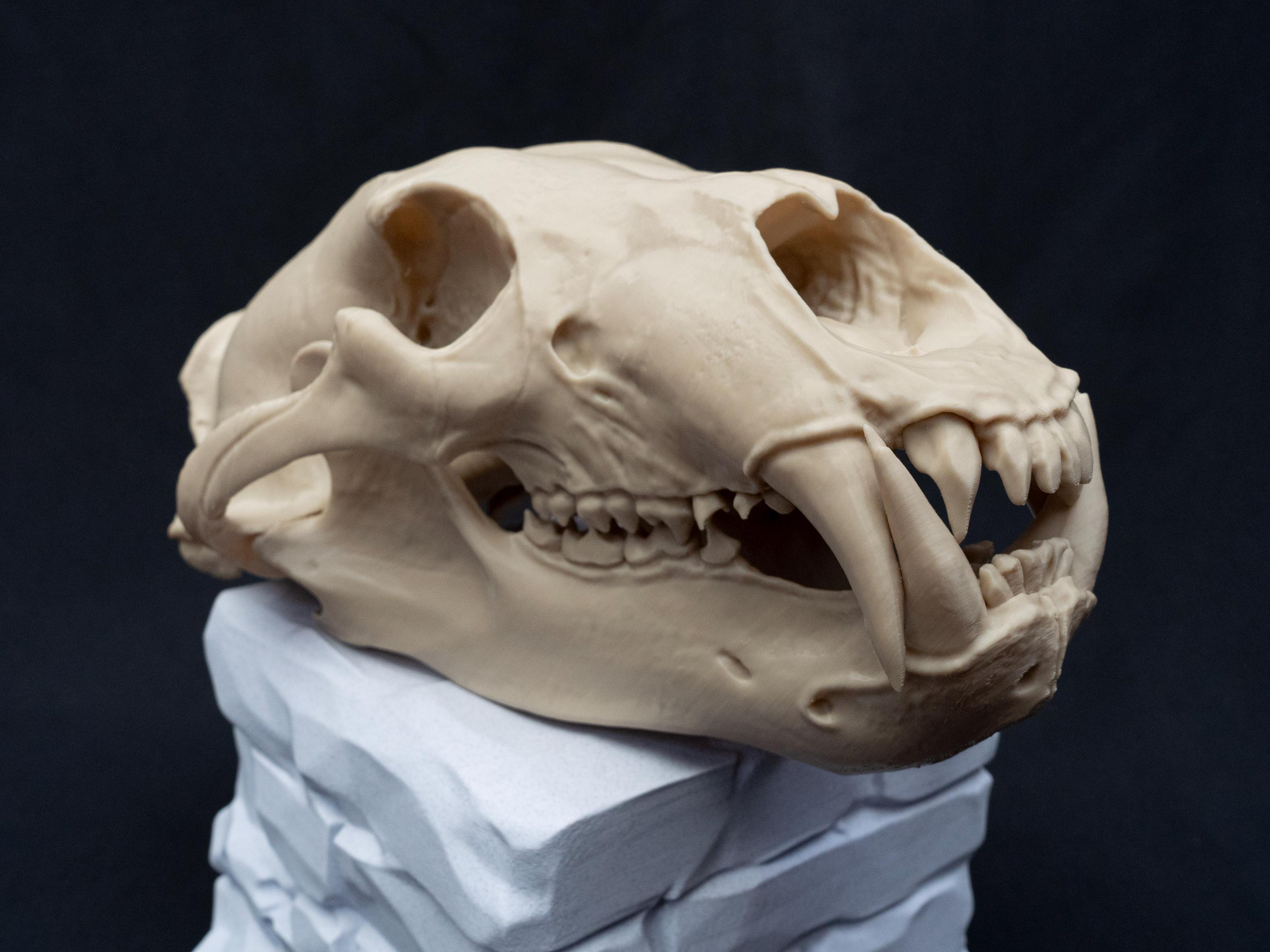 Polar Bear Skull Replica – Life Size 3D Printed Bone White