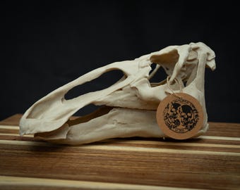 Edmontosaurus Skull Replica | Scaled 3D Printed Dinosaur Model | Hadrosaur Fossil Decor, Prehistoric Cretaceous Museum Gift