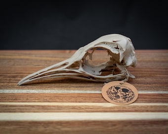 Emperor Penguin Skull Replica | Life Size 3D Printed Bone | Gothic Home Decor Oddities