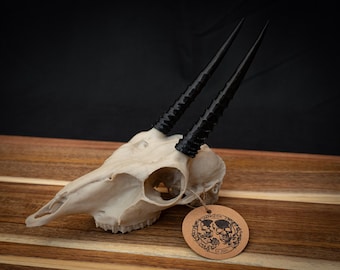 Oribi Skull Replica – Life Size 3D Printed Bone White | Gothic Décor