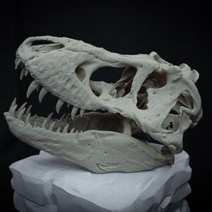 May include: A detailed, off-white dinosaur skull with sharp teeth, displayed on a textured, white block against a black background. The skull's intricate bone structure is visible, showcasing its prehistoric design.
