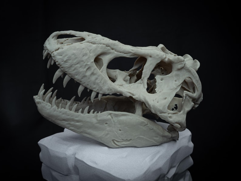 May include: A detailed, off-white dinosaur skull with sharp teeth, displayed on a textured, white block against a black background. The skull's intricate bone structure is visible, showcasing its prehistoric design.