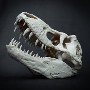 May include: A detailed, off-white Tyrannosaurus Rex skull replica. The open jaw reveals rows of sharp teeth. The skull is set against a dark background, highlighting the texture and form of the prehistoric artifact.
