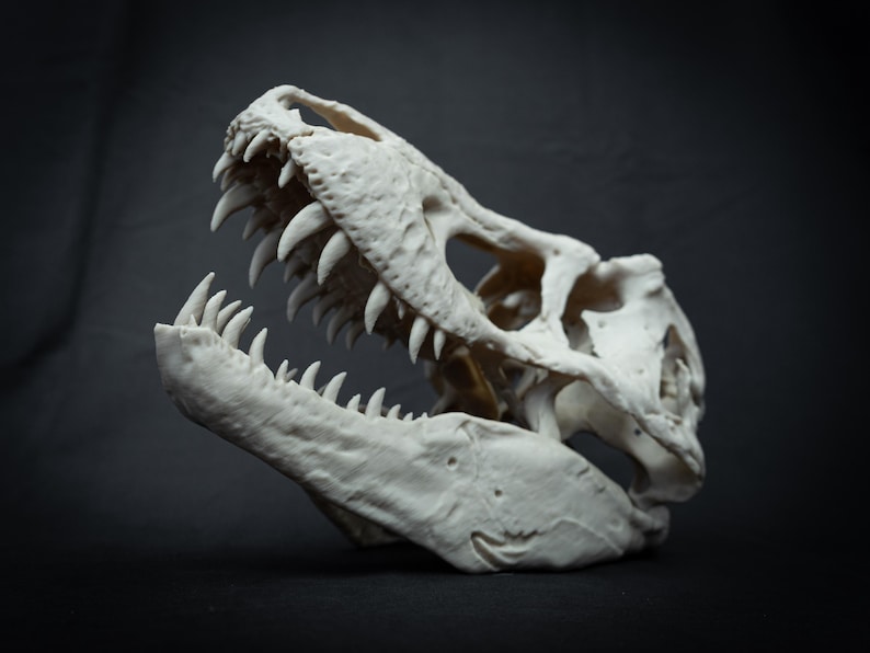 May include: A detailed, off-white Tyrannosaurus Rex skull replica. The open jaw reveals rows of sharp teeth. The skull is set against a dark background, highlighting the texture and form of the prehistoric artifact.