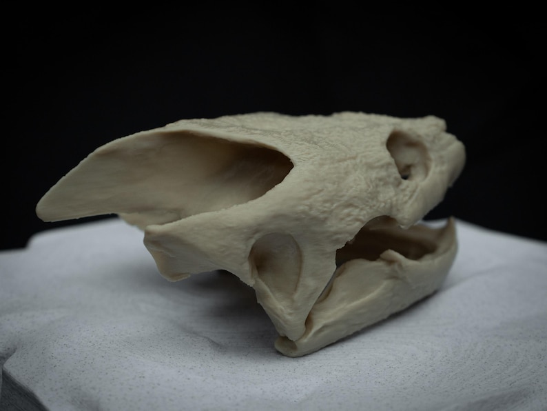 Snapping Turtle Skull Replica | Gothic Decor Oddities and Curiosities ...