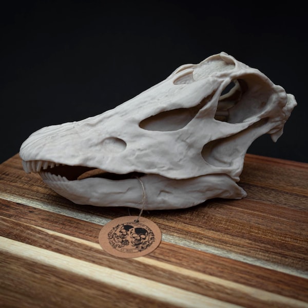 Réplica de cráneo de dinosaurio Diplodocus: modelo de cráneo prehistórico impreso en 3D a escala, decoración de historia natural