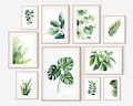Botanical Plant Print Bundle Watercolor Poster Monstera, English Ivy, Palm and more Leaves Nordic House Plants product logo