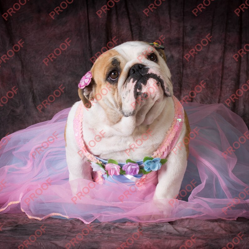 May include: A white bulldog wearing a pink and blue tutu with flowers. The dog is sitting on a brown background.