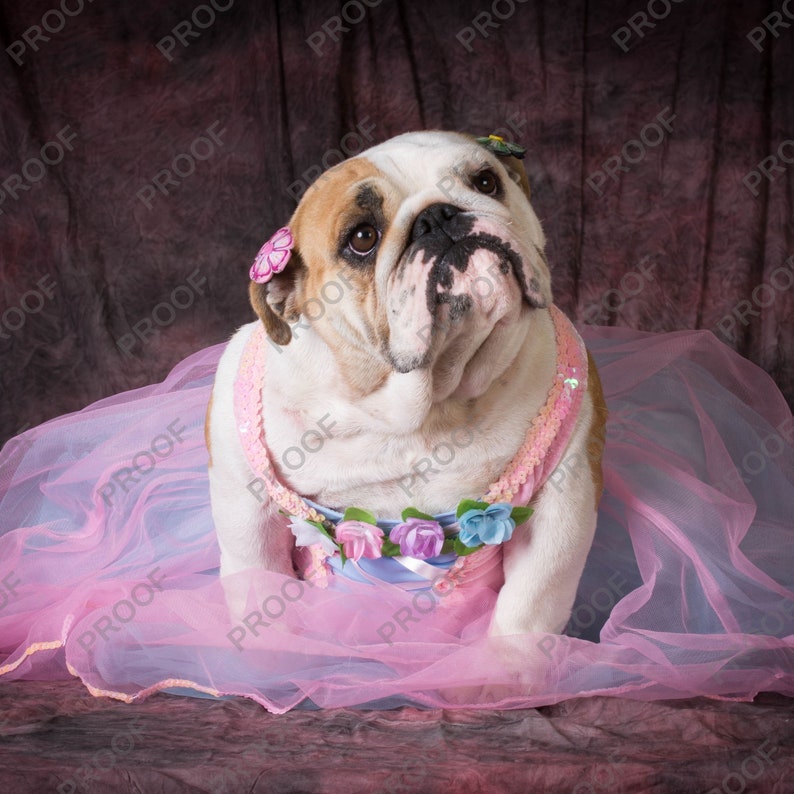 May include: A white and brown bulldog wearing a pink tutu and a floral headband. The dog is sitting on a pink background.
