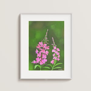 Fireweed In Bloom - Art Print