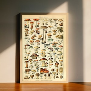 Educatieve vintage paddenstoelenkaart biologie wetenschap schimmels kunst canvas poster, kunst aan de muur decor, interieur, geen lijst