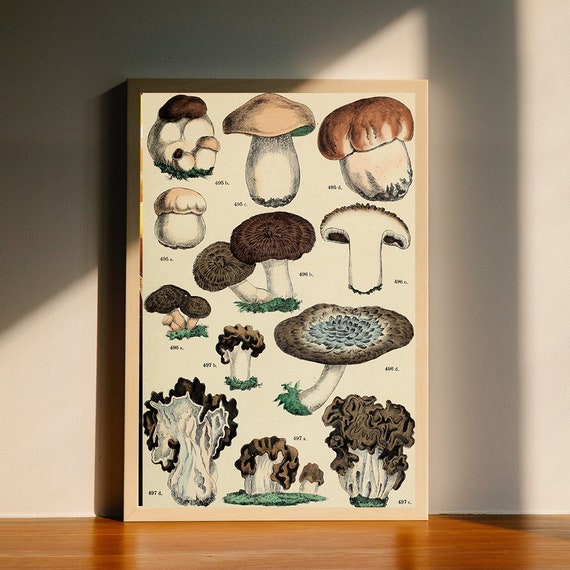 3x Vintage Pilz Poster Leinwand Druck – 30x40 Cm, Wanddekoration Für Wohnzimmer, Schlafzimmer, Küche, Als Geschenk