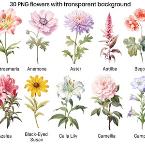 Conjunto de imágenes prediseñadas de flores - 30 imágenes PNG con fondo transparente, paquete de acuarela CLIp Art, arte de bodas, kit de diario basura