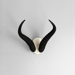May include: A black springbok taxidermy mount with long, curved horns. The horns are mounted on a white base.